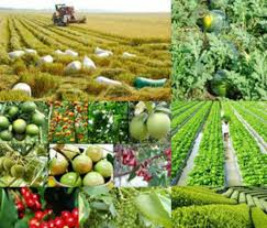 Phấn đấu đến năm 2030 cả nước có trên 5.000 hợp tác xã ứng dụng công nghệ cao
