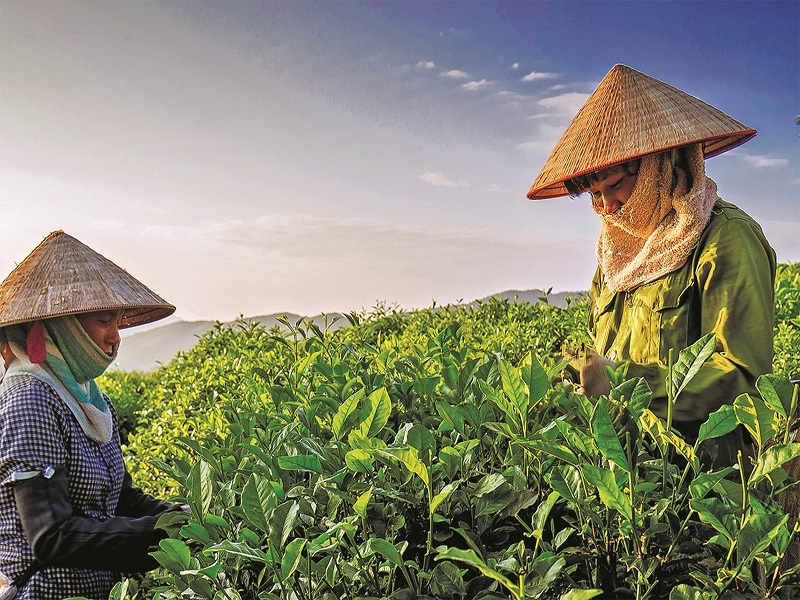 Ngành chè hướng đến phát triển bền vững