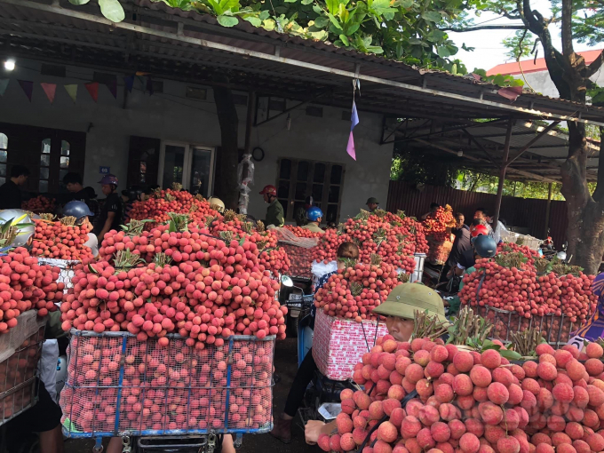 Bắc Giang lên kịch bản tiêu thụ vải thiều tránh sản xuất "đứt gãy"