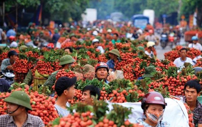 100 tấn vải thiều sắp "lên đường" sang thị trường Australia tiêu thụ