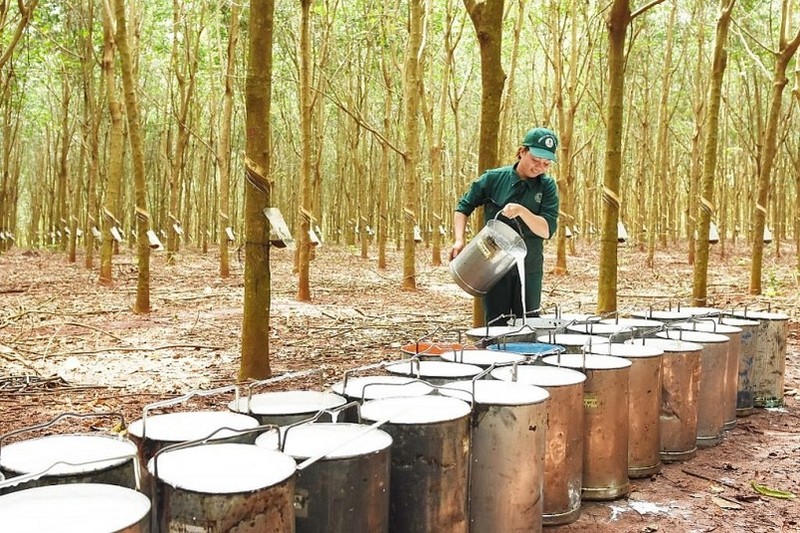 Giá cao su liên tiếp tăng cao bất chấp sản lượng xuất khẩu sụt giảm