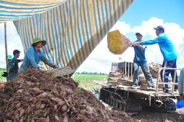 Trung Quốc xem xét mở cửa cho ớt và khoai lang Việt Nam