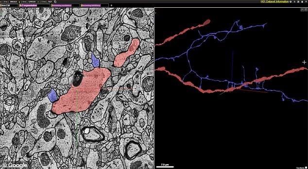 Bản đồ 3D chi tiết về não người được tạo bởi Google và Harvard