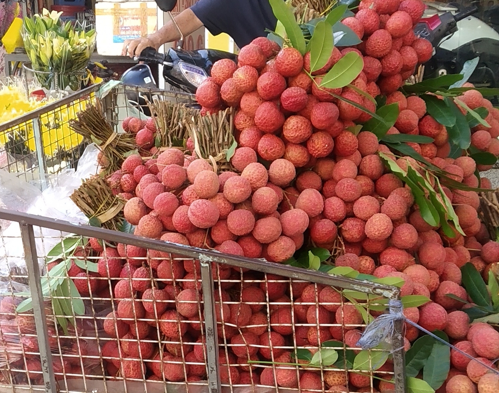 Thu về 6.800 tỷ đồng tiền bán vải thiều tại Bắc Giang