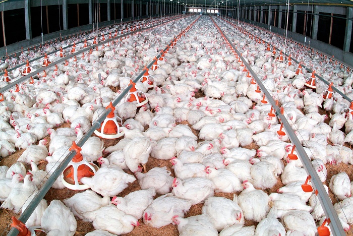 Gà công nghiệp "giảm kịch sàn" chỉ 10.000 đồng/kg vẫn không tiêu thụ được