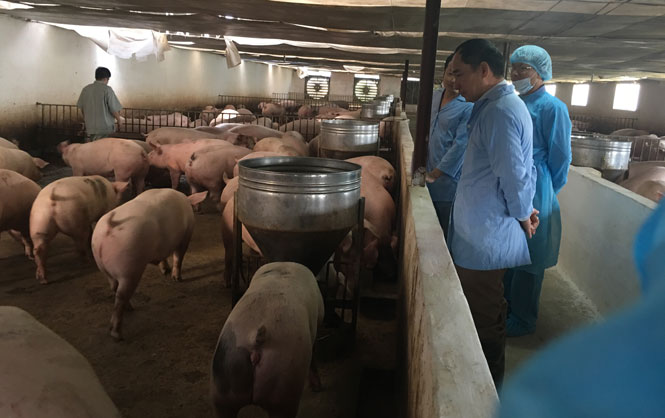 Giá lợn hơi có xu hướng tăng