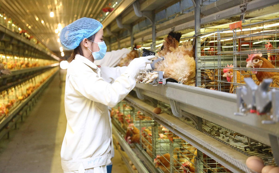 Sản xuất nông nghiệp các tháng cuối năm: Tạo “vùng xanh” cho nông sản