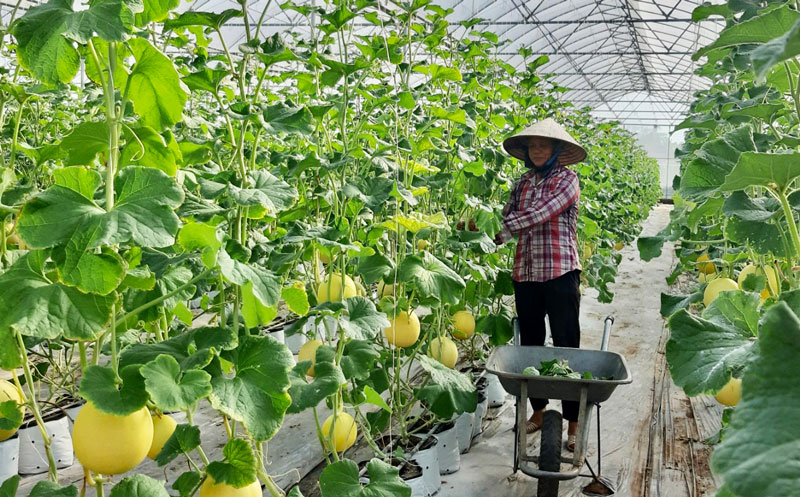 Ngành Nông nghiệp tập trung tháo gỡ 5 khó khăn, duy trì sản xuất ổn định