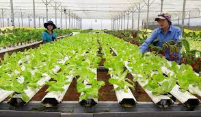 Thực hiện các nhiệm vụ trọng tâm để hoàn thành kế hoạch tăng trưởng sản xuất nông nghiệp
