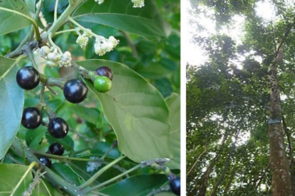 Cây Bời lời nhớt (Litsea glutinosa)
