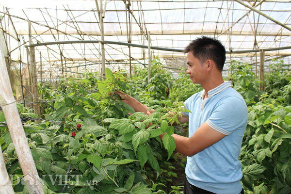 Trồng cây siêu thực phẩm, 8x Đà Lạt thu 1 tỷ đồng