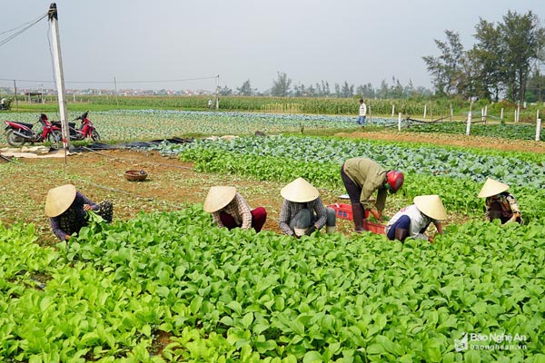 Người trồng rau buồn bã thu hoạch rau sau Tết