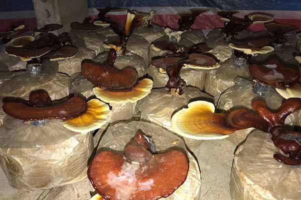 Quế Phong trồng thành công mô hình nấm linh chi