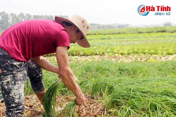 “Ba đồng” một mớ rau xanh…