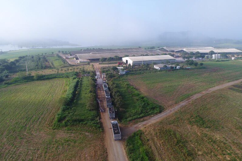 Tập đoàn TH nhập 1800 con bò sữa cao sản thuần chũng từ Mỹ