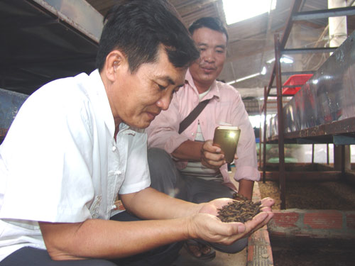 Thầy giáo bỏ nghề về quê...nuôi ruồi lấy trứng, bán 30 triệu/ký