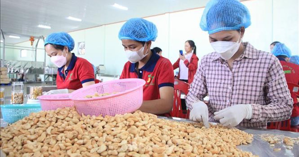 Khơi 'dòng chảy' nguyên liệu và chuỗi giá trị để tạo bứt phá cho ngành điều
