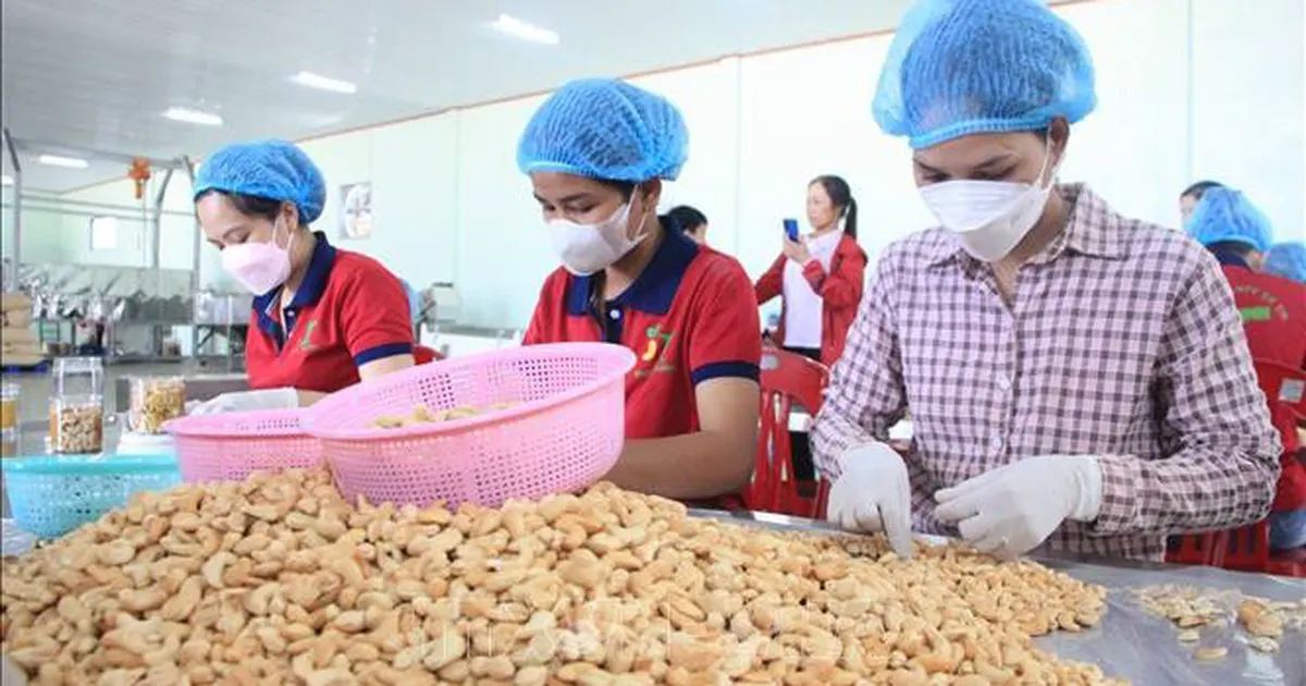 Khơi 'dòng chảy' nguyên liệu và chuỗi giá trị để tạo bứt phá cho ngành điều