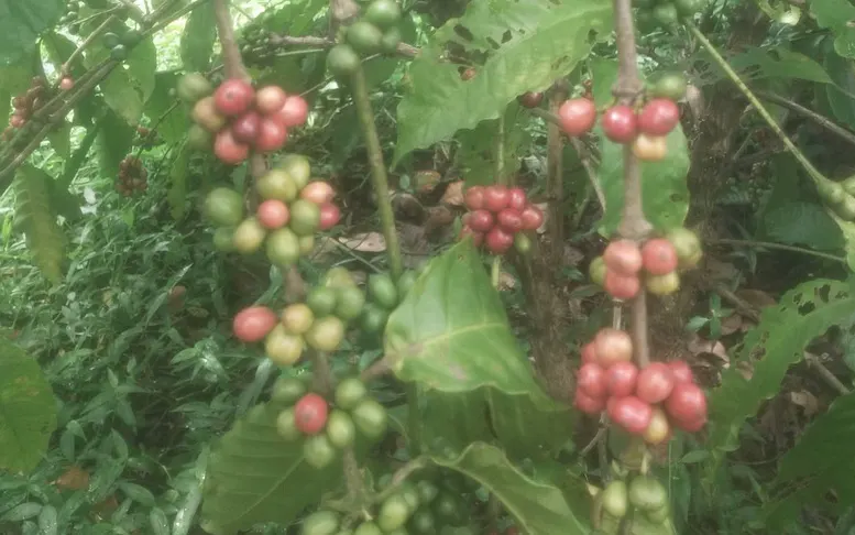 Cà phê Việt chủ động hợp tác, đưa thương hiệu ra thế giới - Ảnh 3.