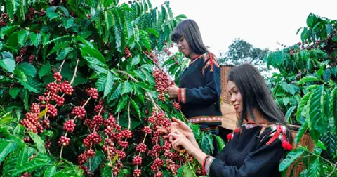 Cà phê Việt chủ động hợp tác, đưa thương hiệu ra thế giới