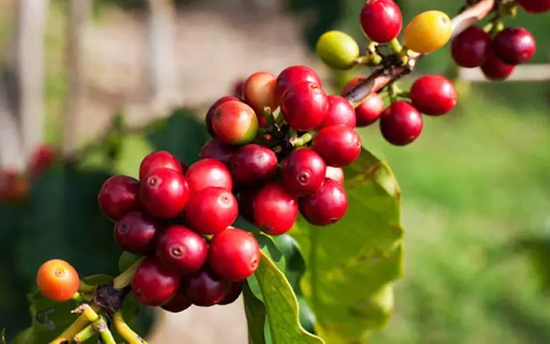 Cà phê Việt chủ động hợp tác, đưa thương hiệu ra thế giới - Ảnh 4.
