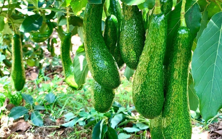 Nhận diện những nút thắt trong ứng dụng khoa học, công nghệ trong nông nghiệp - Ảnh 6.