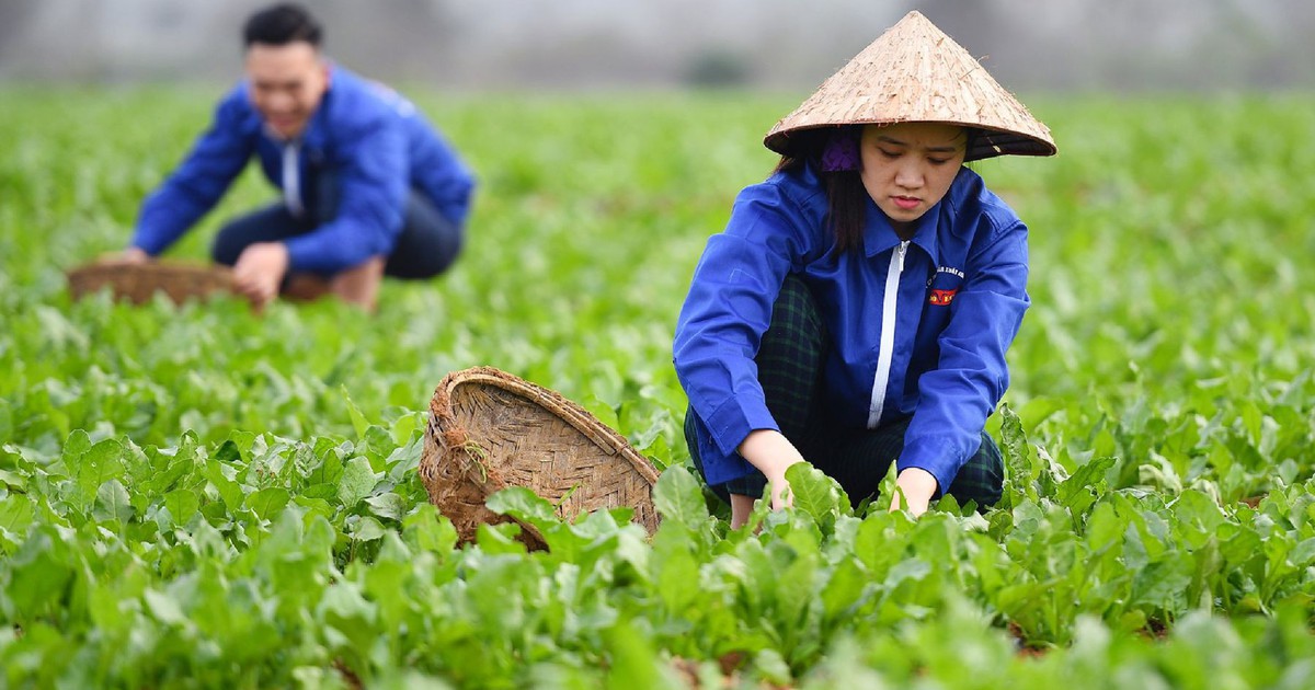 Cơ chế phát triển sản xuất liên kết theo chuỗi giá trị