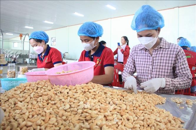 Khơi "dòng chảy" nguyên liệu và chuỗi giá trị để tạo bứt phá cho ngành điều - Ảnh 1.